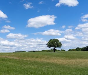 Preview wallpaper tree, grass, field, sky