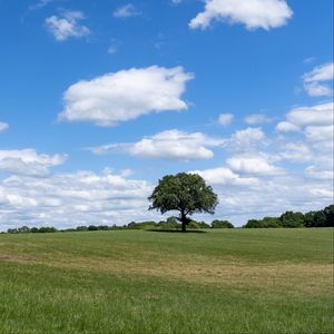 Preview wallpaper tree, grass, field, sky