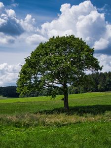 Preview wallpaper tree, grass, field, clouds, sky