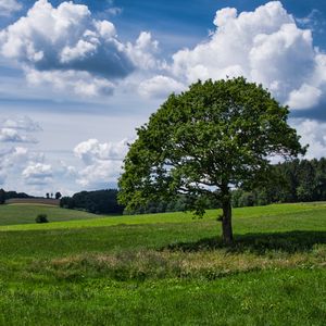 Preview wallpaper tree, grass, field, clouds, sky