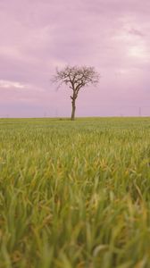 Preview wallpaper tree, grass, field, nature