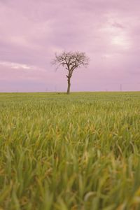 Preview wallpaper tree, grass, field, nature