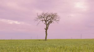 Preview wallpaper tree, grass, field, nature
