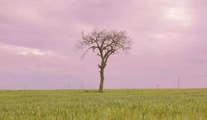 Preview wallpaper tree, grass, field, nature