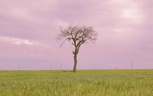 Preview wallpaper tree, grass, field, nature