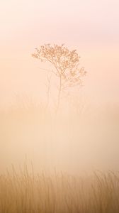Preview wallpaper tree, grass, fog, muddy