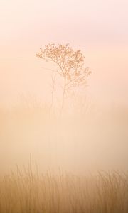 Preview wallpaper tree, grass, fog, muddy