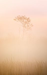 Preview wallpaper tree, grass, fog, muddy