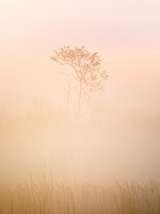 Preview wallpaper tree, grass, fog, muddy