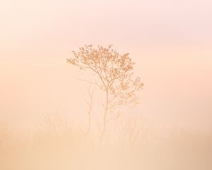 Preview wallpaper tree, grass, fog, muddy