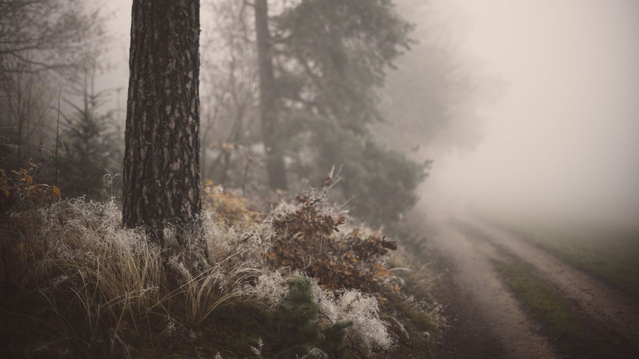 Wallpaper tree, grass, fog, forest