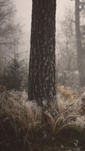 Preview wallpaper tree, grass, fog, forest