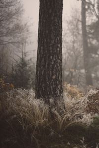 Preview wallpaper tree, grass, fog, forest