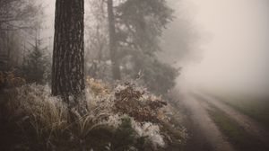 Preview wallpaper tree, grass, fog, forest