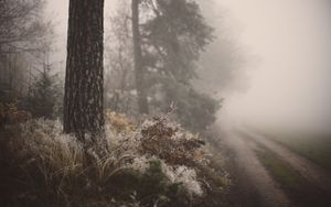 Preview wallpaper tree, grass, fog, forest