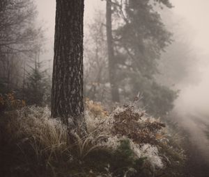 Preview wallpaper tree, grass, fog, forest