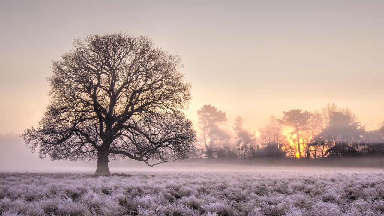 Wallpaper tree, grass, frost, fog, sunrise