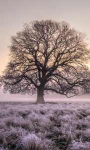 Preview wallpaper tree, grass, frost, fog, sunrise