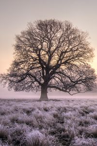 Preview wallpaper tree, grass, frost, fog, sunrise