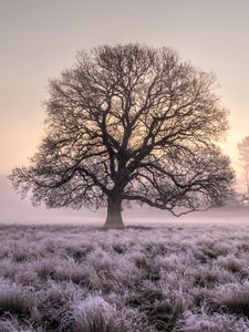 Preview wallpaper tree, grass, frost, fog, sunrise