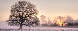 Preview wallpaper tree, grass, frost, fog, sunrise