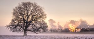 Preview wallpaper tree, grass, frost, fog, sunrise