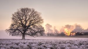 Preview wallpaper tree, grass, frost, fog, sunrise