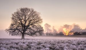Preview wallpaper tree, grass, frost, fog, sunrise