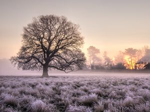 Preview wallpaper tree, grass, frost, fog, sunrise