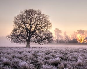 Preview wallpaper tree, grass, frost, fog, sunrise
