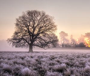 Preview wallpaper tree, grass, frost, fog, sunrise