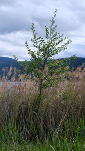 Preview wallpaper tree, grass, lake, hills, shore