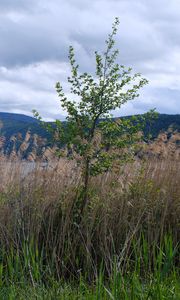 Preview wallpaper tree, grass, lake, hills, shore