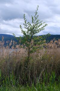 Preview wallpaper tree, grass, lake, hills, shore