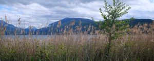 Preview wallpaper tree, grass, lake, hills, shore