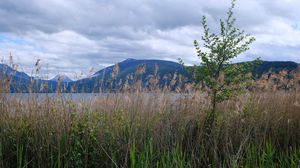Preview wallpaper tree, grass, lake, hills, shore
