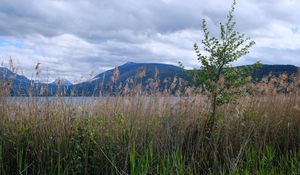 Preview wallpaper tree, grass, lake, hills, shore