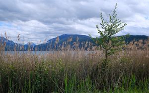 Preview wallpaper tree, grass, lake, hills, shore