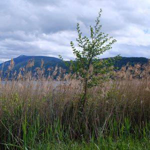 Preview wallpaper tree, grass, lake, hills, shore