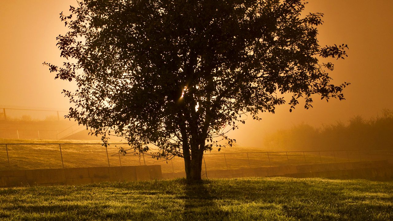 Wallpaper tree, grass, landscape, nature, sunset