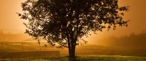 Preview wallpaper tree, grass, landscape, nature, sunset