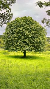 Preview wallpaper tree, grass, landscape, nature, green