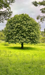 Preview wallpaper tree, grass, landscape, nature, green