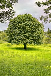 Preview wallpaper tree, grass, landscape, nature, green