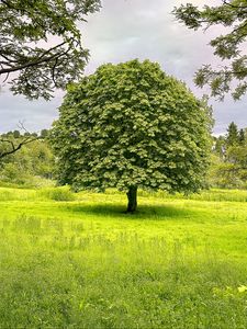 Preview wallpaper tree, grass, landscape, nature, green