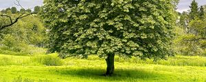 Preview wallpaper tree, grass, landscape, nature, green