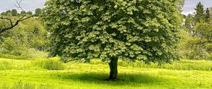 Preview wallpaper tree, grass, landscape, nature, green
