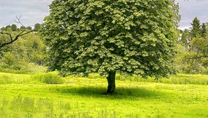 Preview wallpaper tree, grass, landscape, nature, green