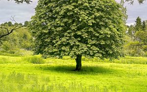 Preview wallpaper tree, grass, landscape, nature, green