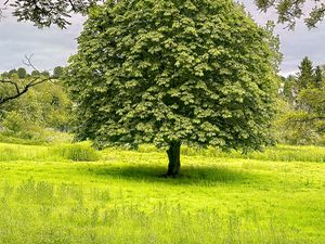 Preview wallpaper tree, grass, landscape, nature, green